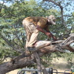 Leopard Hunting - Namibia