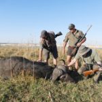 Dangerous Game Buffelo Trophy - Caprivi